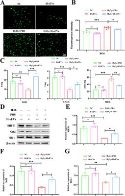 Hypoxic-preconditioned mesenchymal stem cell-derived small extracellular vesicles inhibit neuronal death after spinal cord injury by regulating the SIRT1/Nrf2/HO-1 pathway